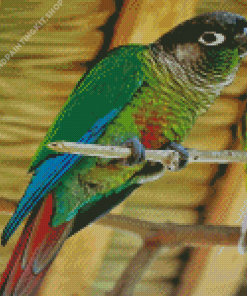 Green Cheek Bird Diamond Painting